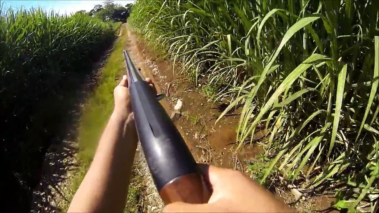 caceria de conejo en veracruz