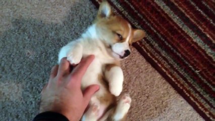 Corgi puppy really wants to sleep
