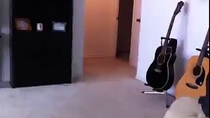 Pug puppy gets very scared