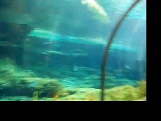 TANQUE TIBURONES en Aquarium Barcelona