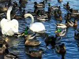 Mute Swans in Brookline, Massachusetts