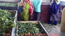 THE TEA FACTORY AT OOTY (UDAGAMANDALAM),TAMIL NADU, INDIA,(17- 10- 2009)