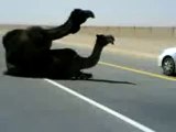 جمل يُضرب ناقة على الخط السريع في السعودية