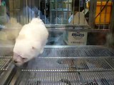 Cute Puppy in Shilin Night Market (Taipei)