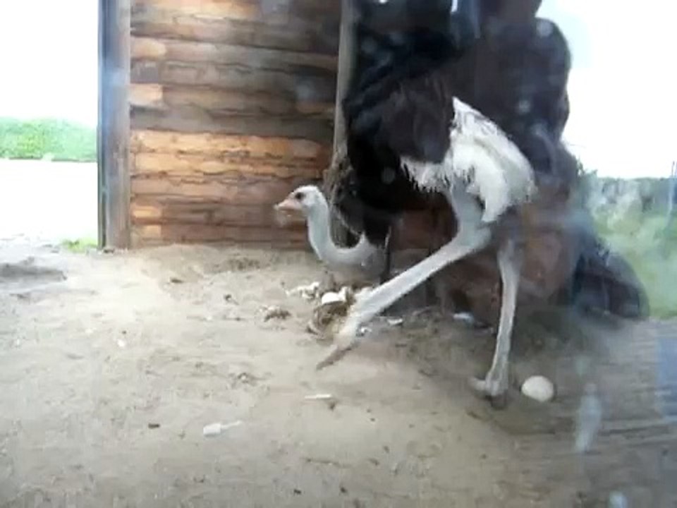 naissance bébés autruche 1ére partie