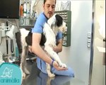 Clínica Veterinaria Animalia   Rehabilitación de mascotas   Flexión y estensión.flv