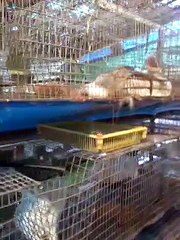 kairaly tv bhoomigeetham visit Kerala's no.1 Hi-tech rabbit farm(Appu's rabbit farm),Kodanadu,watch