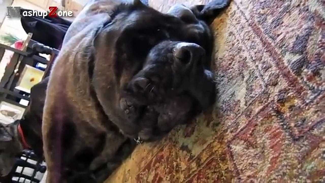 Funny Dogs Barking Compilation Videos 2015