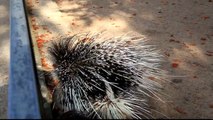 Indian Crested Porcupine (Hystrix indica)