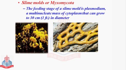 Slime molds or Myxomycota & water molds or Oomycotes