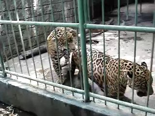 Télécharger la video: zoologico nacional NICARAGUA