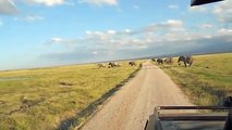 Elefanti in Savana _ Videoarte