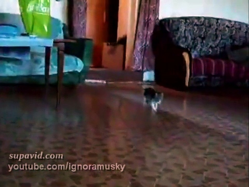 Ce chaton est capable de sentir que quelque chose ne tourne pas rond, mais son courage reste néanmoins inégalé !