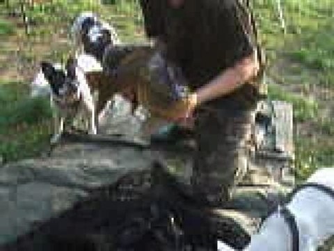 Mes bouledogues pêcheurs