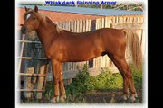 welsh ponies for sale alberta canada welsh stallions at stud