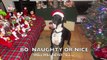 Merry Christmas from Dames for Danes Great Dane Rescue