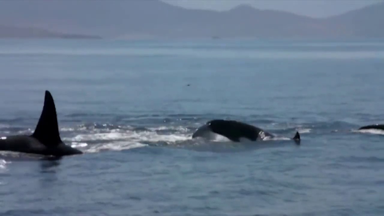 KILLER WHALES VS. FIN WHALE