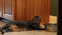 funny pictures Funny videos 2015 funny cat Videos cute pictures of animals