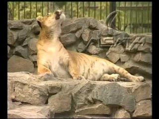 Lind 'Lajgeri', melezi tigër dhe luan