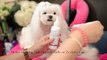 GROOMING FACE:  Maltese Grooming: Clean Tear Stains with Butler Schein Tear Stain Cleaning Solution
