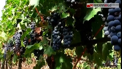 TGSRVago 19 andria bracciante morta aperta indagine