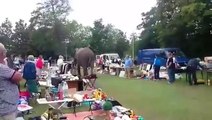 Un éléphant se promène entre les stands d'une brocante aux Pays-Bas