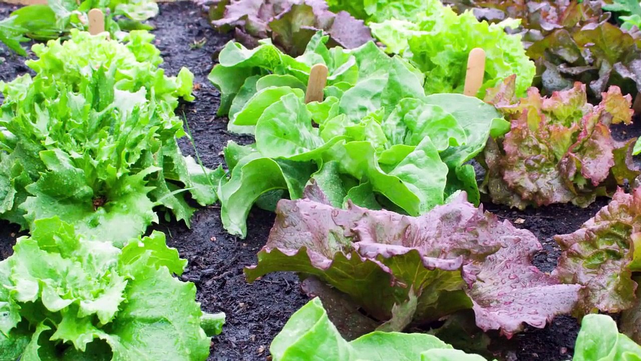 Quick-maturing Plants: 5 Fast Growing Vegetables to Try