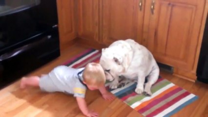Bulldog Kissing Baby Very Cute HD