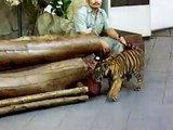 Cub Tiger, Sriracha Tiger Zoo, Si Racha, Chonburi, Thailand, Asia