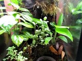 Some Plants And Frogs For Vertical Terrariums