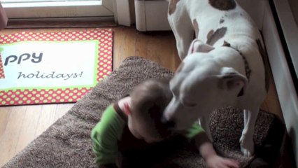 Ce pitbull s'occupe de ce bébé comme s'il était son enfant