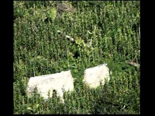 Brazil Indigenous Fights: Watch the Latest Updates 📺