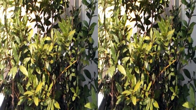 HTC Evo 3d vs Lg Optimus 3D Demo video 3d da LG. Teleonino.net