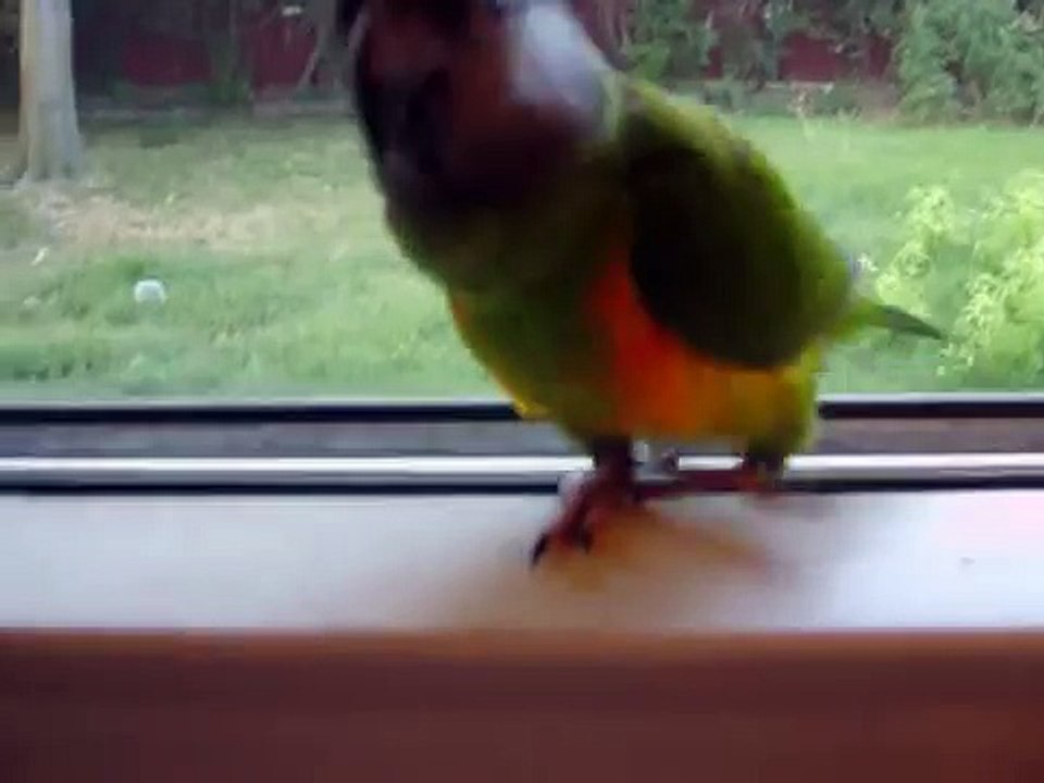 Max the beagle and Monkey the senegal