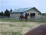 Gaited Quarter Horse