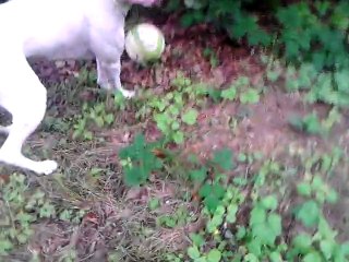 sortie en forêt (complète)