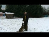 KNPV Malinois Training Mali Mechelaar Körung arne pohlmeyer Hundesport Hunde Schutzdienst
