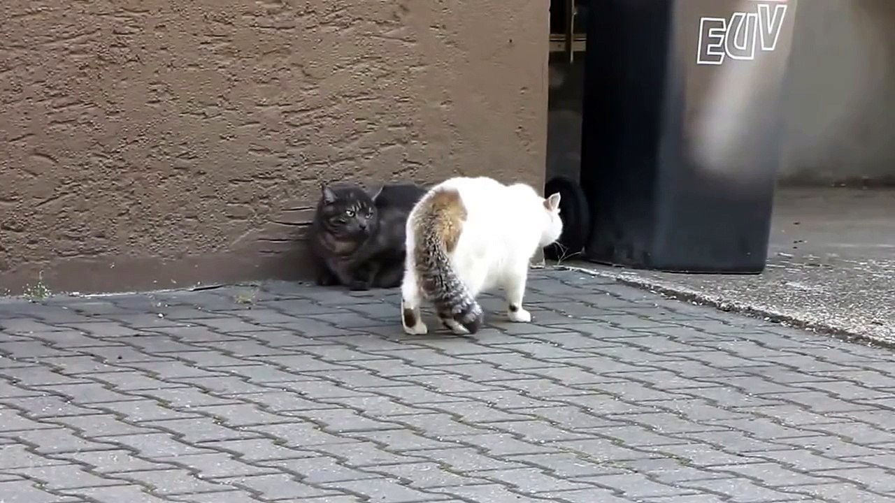 ВЕЛИКОЛЕПНЫЙ БОЙ КОТОВ!!! СМОТРЕТЬ!! / MAGNIFICENT FIGHT OF CATS! ! ! TO LOOK! !