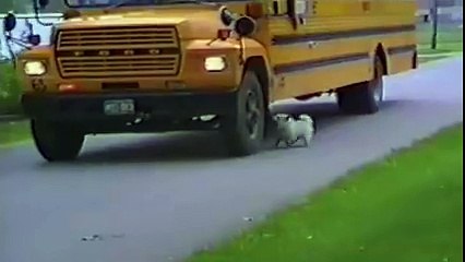 Dogs Who Don t Want Their Kid to Go Back to School