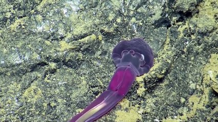 Amazing Creatures of Galapagos Hydrothermal Vents - Nautilus Live