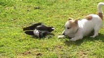 MUST-SEE ,The Pet Collective fun. dog and crow fun