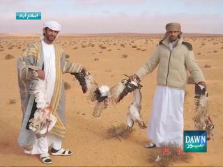 Supreme Court ban on hunting of Houbara bustard