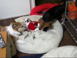 チワワいじめられる