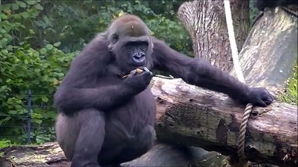 Nakou, Nimba, Nukta, N'Gayla, the twin, Shatilla, Shalita & Shaila @Burgers' 25 Oct