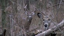 Hunting Iowa White-tail Deer with an HD Camcorder