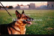 German Shepherds - Breeder - Tampa - Miami - Criadero de Pastores Alemanes