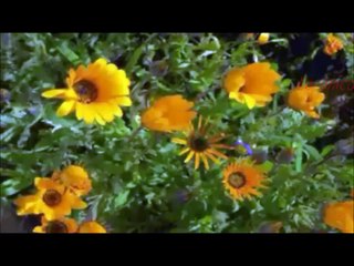 Isabel valdez Aunque no te puedo ver