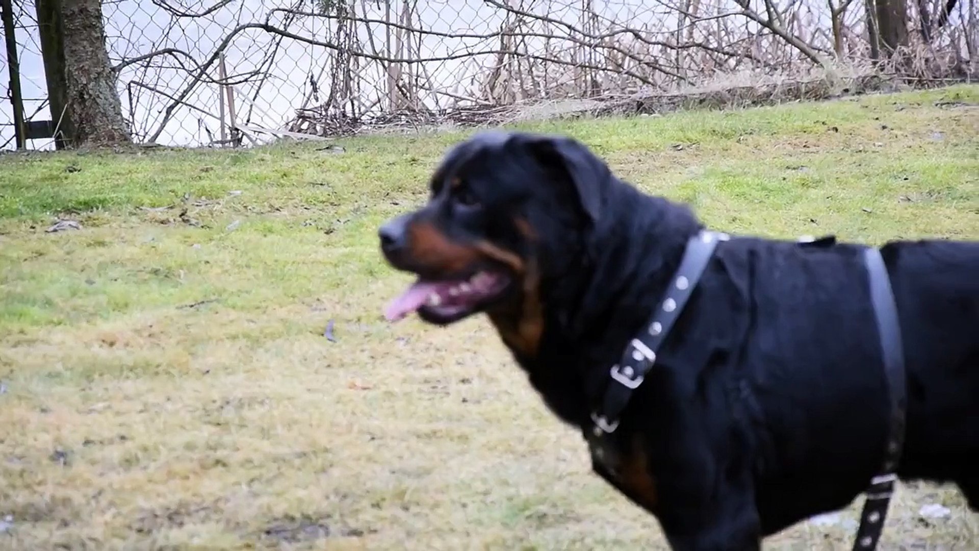 Rottweiler and best sale chow chow mix