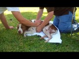 Balboa - A stray dog attacked on the streets of Baytown, TX