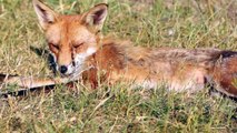The Sleepy Fox (HD)